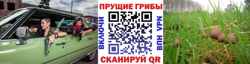 купить  сайты  Тверь  Галлюциногенные грибы ЛСД 